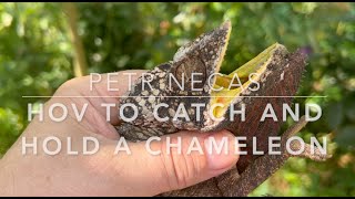 How to Catch and Hold a Chameleon