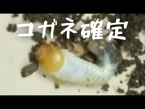カブトムシとコガネムシの幼虫の見分け方は？両者の 5 つの違い + 写真とビデオ  庭園