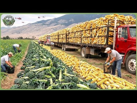 How North Carolina Farmers Harvest 8.6 Million Acres at Massive Scale