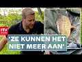 Massale sterfte onder karpers | RTV Drenthe