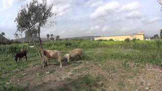 preview picture of video 'A donkey, sheep and goats in Magdala (City of Mary Magdalene), Sea of Galilee, Israel'