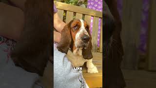 #bassethound  #rescuedog  #Nervousrescuedog #Rescuedogs #dogrescue  #UKDogRescue #animalrescue