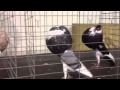 2013 Pageant Of Pigeons Norwich Cropper Finals