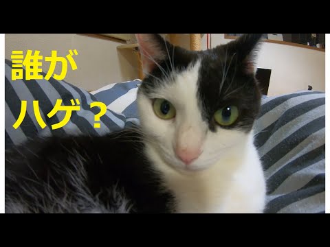 誰がハゲやねん