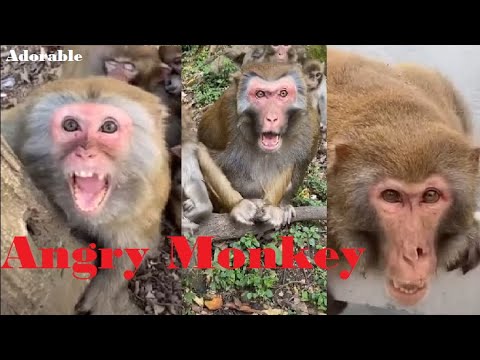 Angry Monkey