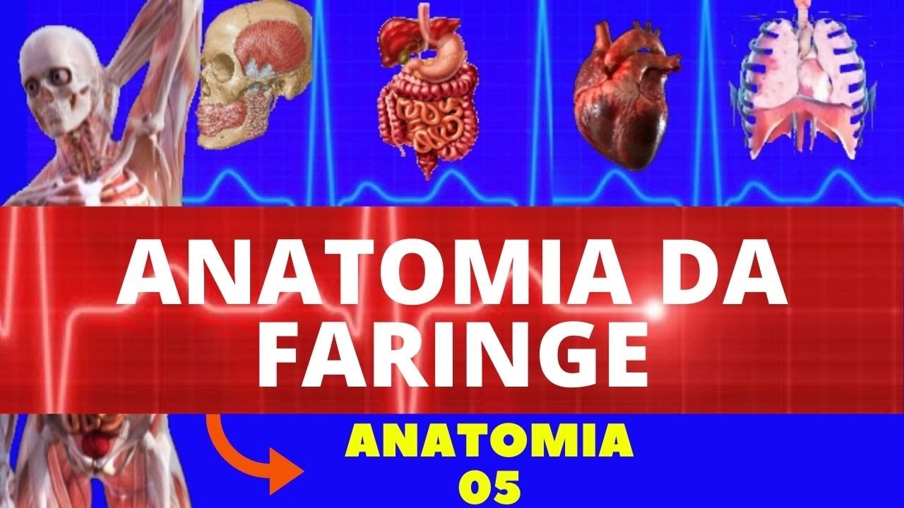 ANATOMIA DA FARINGE (NASOFARINGE, OROFARINGE E LARINGOFARINGE) - SISTEMA DIGESTÓRIO