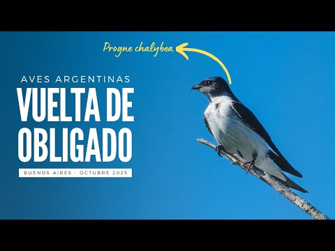 Aves de Vuelta de Obligado – Octubre 2025 | Vida silvestre en Buenos Aires