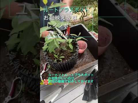 ユーカリガム必須 植物