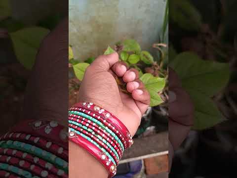 Rose flower video🌹🌹