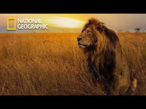 The Strongest LION PRIDE in Luangwa Valley  | Nat Geo Wild 2023 Full HD