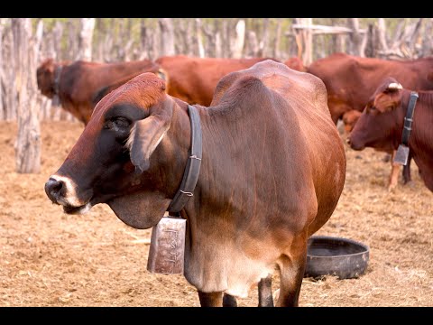 , title : 'When A Nguni Cow Makes An Advert'