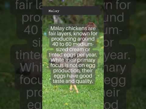 Malay sliepka