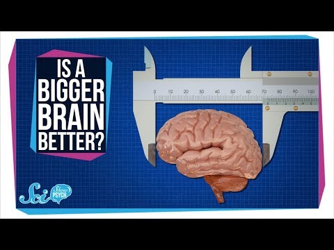 Does a Bigger Brain Make You Smarter?