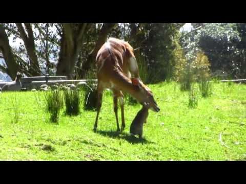 Nyala And Rabbit_20Oct2012b.m4v