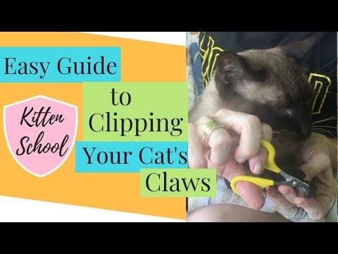 How to Trim Your Cat's Nails Safe, Painless, and Easy!