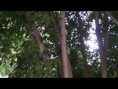 Ясень дерево. Видео высокой четкости.