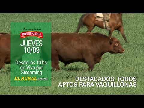 Don Benjamín - Remate 10 de Septiembre por ELRURAL.com