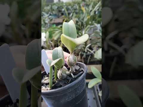 ZAP 11940050033 pedido de Marcelo de Goiás #plantas #flores #orquideas