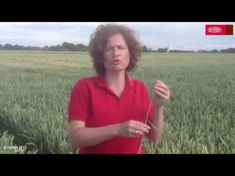 Getreide-Fungizid-Versuch