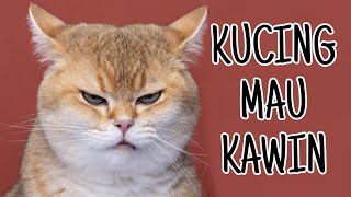 Download lagu SUARA KUCING JANTAN BIRAHI MINTA KAWIN mp3