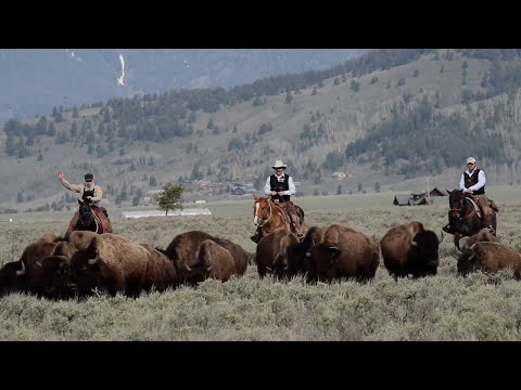 Wild & Free - Saving the Yellowstone Buffalo