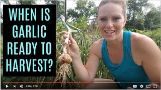 When to Harvest Garlic + a unique tip for curing and storage