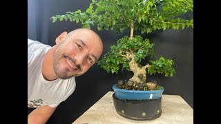 FAÇA O TRONCO DO BONSAI ENGROSSAR 5 VEZES MAIS RÁPIDO - TÉCNICA DE FUSÃO DE TRONCOS PASSO A PASSO
