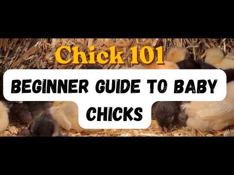 Chick 101- Beginners Guide