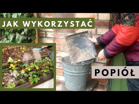 VLOGRÓD #37 Jak użyć popiołu drzewnego zimą w ogrodzie?