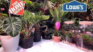 Best Clearance Plant Haul EVER!