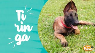 O NOME É TIRINGA - FAMÍLIA ERICÃO