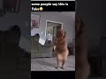 Some people say this is fake #meme #dog #Skinwalker #Funny ￼￼￼