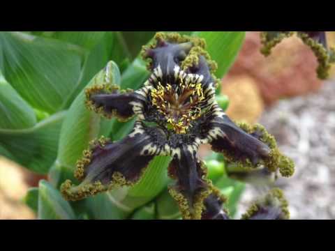 Spring at Wundowie WA, Australia