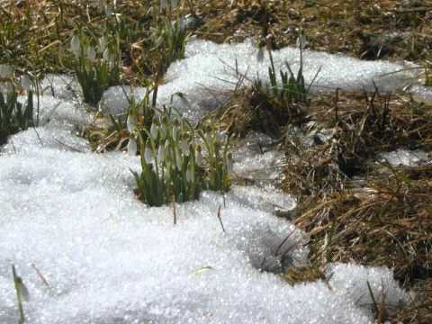 Urmas Koppel - Kevade Ootus