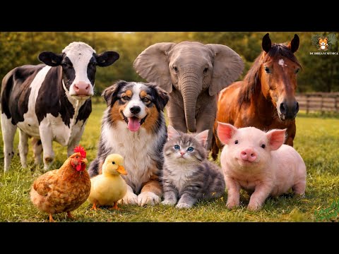 Beautiful Animal Moments: Chicken ,Cow ,Duck ,Elephant ,Puppy ,Kitten ,Pig ,Horse - Animal Sounds