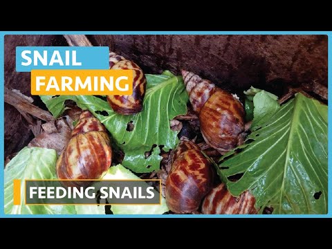 Snail Farming Lesson 1 Introduction