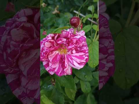 ????????????‍????Karel Gott - Čas růží (Delilah) #růže #ruze #roses #rose #rosegarden #flores #karelgott