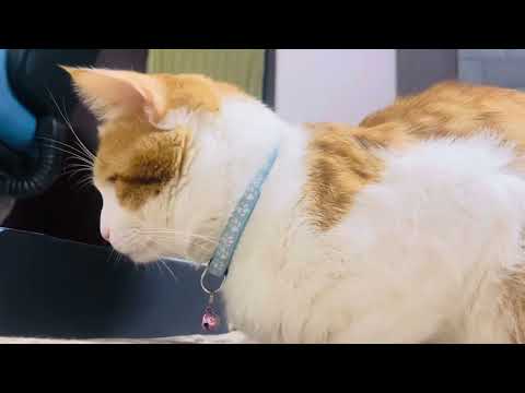 Cats kittens #catshorts #cat #catwatchingmovie cat tv for cat 🐱