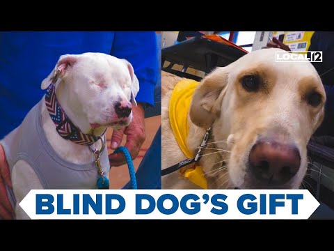Blind dog's family raises money to donate trained facility dog to Cincinnati school - YouTube