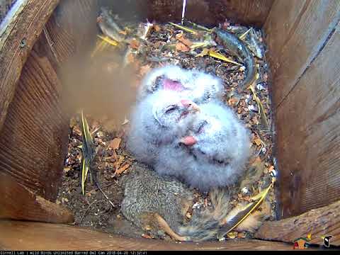 Trio Of Owlets In The Nest Box – April 20, 2018