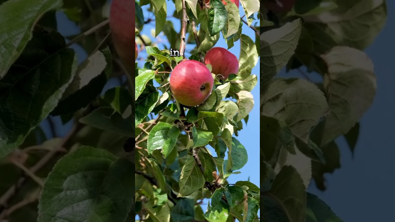 Perennial food as part of a climate resilient market garden