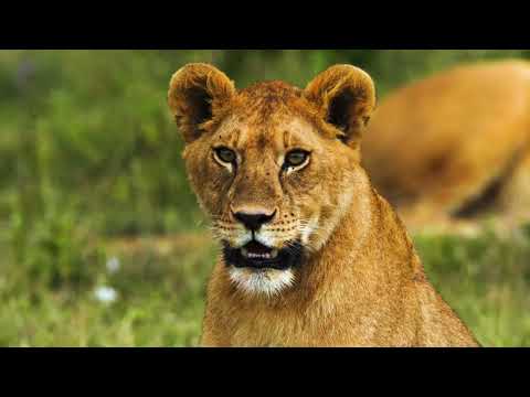 Houseboats Overview | The Ultimate Zambezi River & Lake Kariba Experience