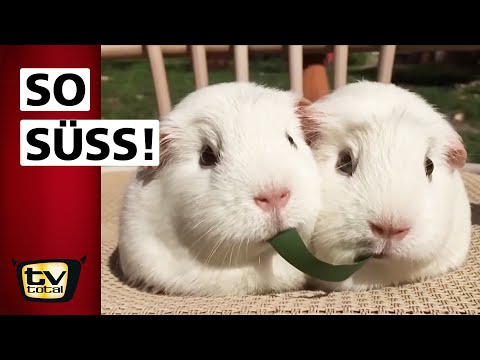 35 Jahre: Tiere suchen ein Zuhause | TV total