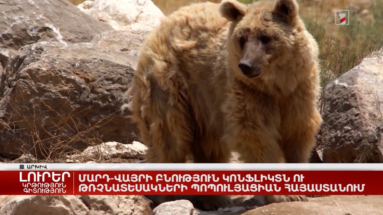 Մարդ-վայրի բնություն կոնֆլիկտն ու թռչնատեսակների պոպուլյացիան Հայաստանում