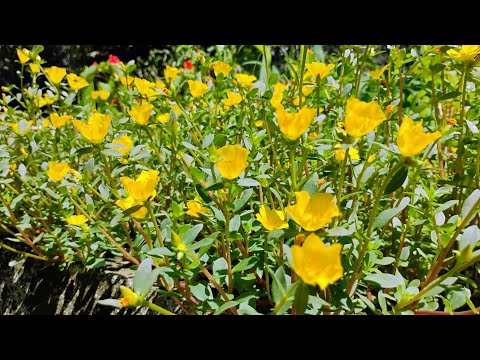 kidsfunworld@alphonsa-ll9nv #flowers gives #positive #vibes