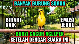 Download lagu Naikan birahi jebol emosi‼️ Pancingan sogon agar bunyi gacor mp3