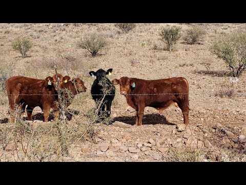 ¡¡A LA VENTA CHULADA DE HEMBRAS BRANGUS DE REGISTRO!!