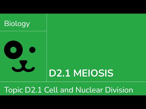 D2.1 Meiosis [IB Biology SL/HL]