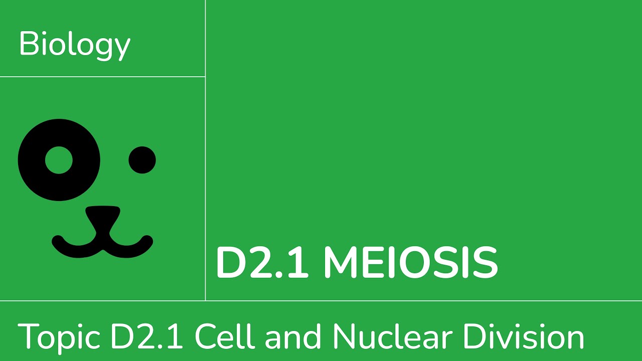 D2.1 Meiosis [IB Biology SL/HL]