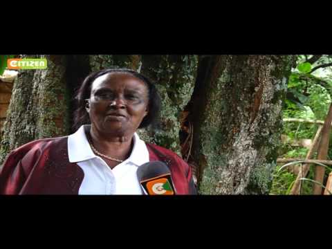 Smart Farm: Kola Nut Farming